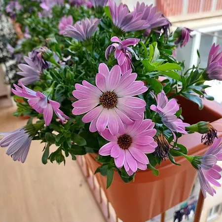 Apartmán San Pietro Center Bari