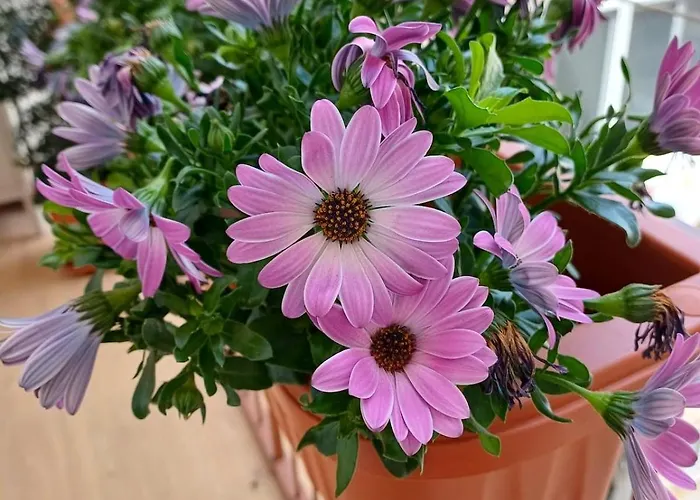 Apartment San Pietro Center Bari